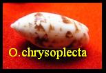 Oliva chrysoplecta, Tursch & Greifeneder, 1989 